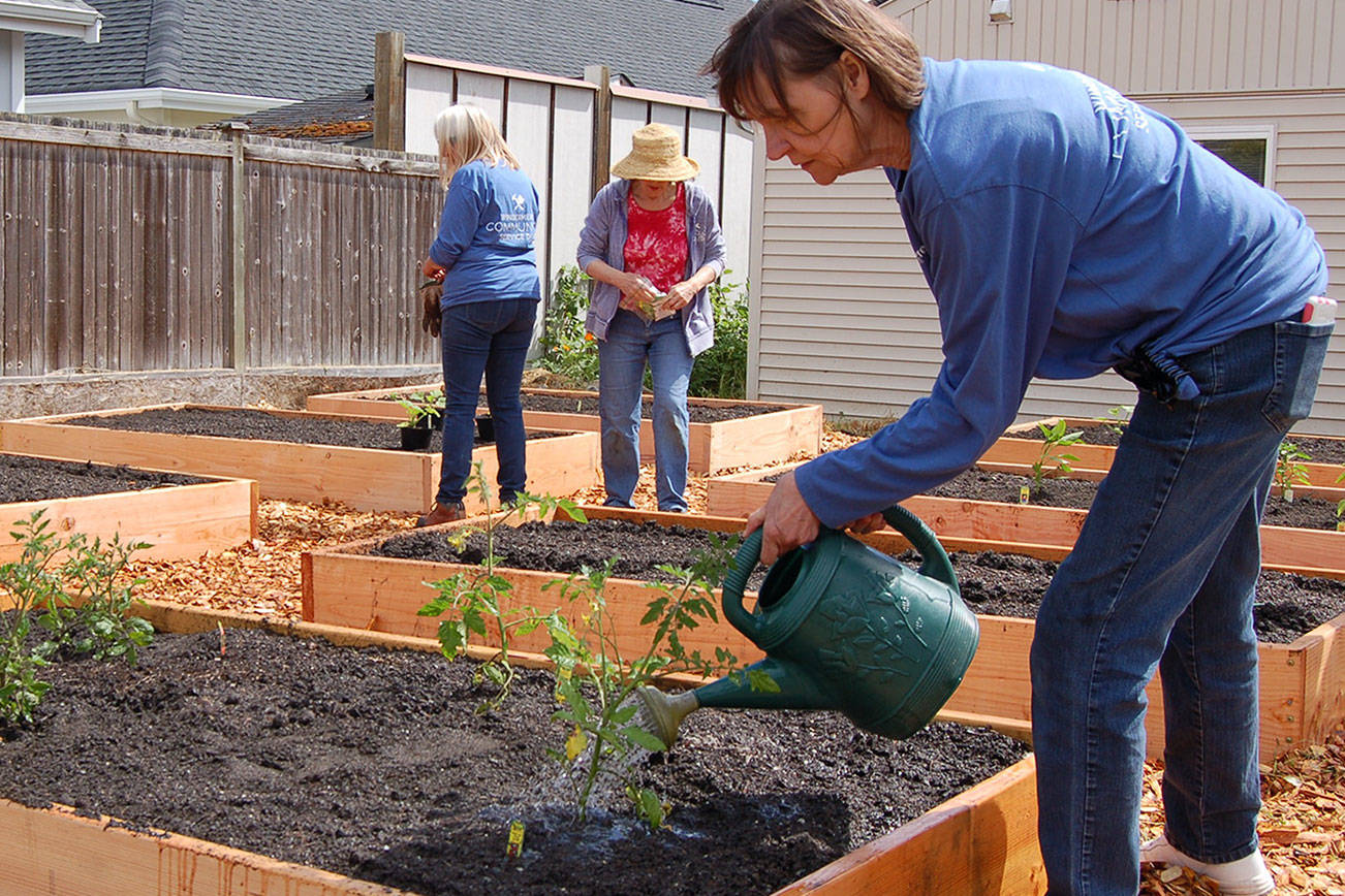Dirt therapy: Windermere volunteers rebuild community garden in Sequim