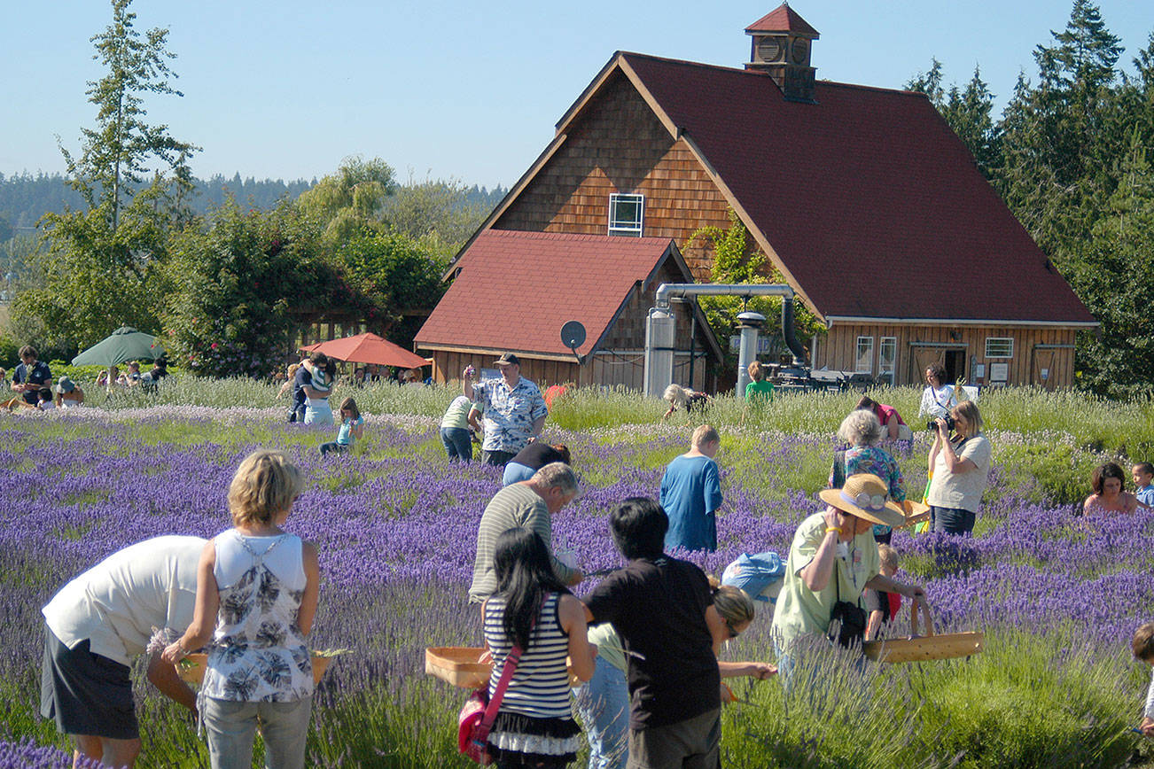 Purple Haze Lavender owner puts farm up for sale, says he’s ready to retire, travel