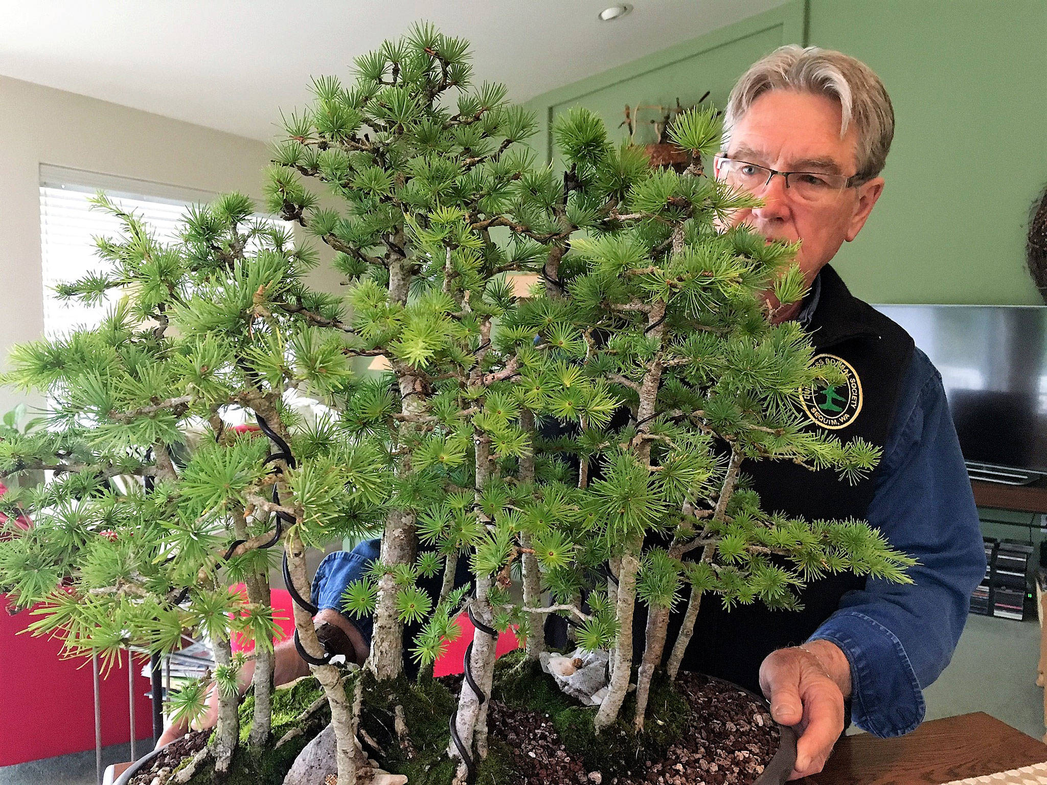 Matthew Nash (2)/Olympic Peninsula News Group                                Ron Quigley of Diamond Point looks over his bonsai forest, a Japanese larch he obtained in 2007 from its designer, the late Sharon Muth of Bonsai NW. It’s one of many bonsai trees Quigley treasures in his collection.