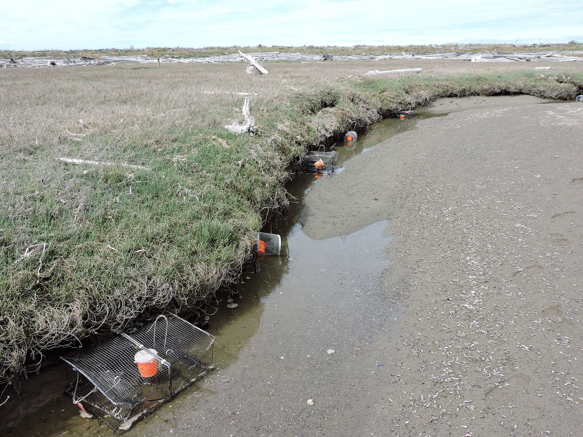 More than 100 traps have been placed on Dungeness Spit to capture European green crabs, considered one of the worst invasive species on the planet by scientists. (Lorenz Sollmann/Washington Maritime National Wildlife Refuge)