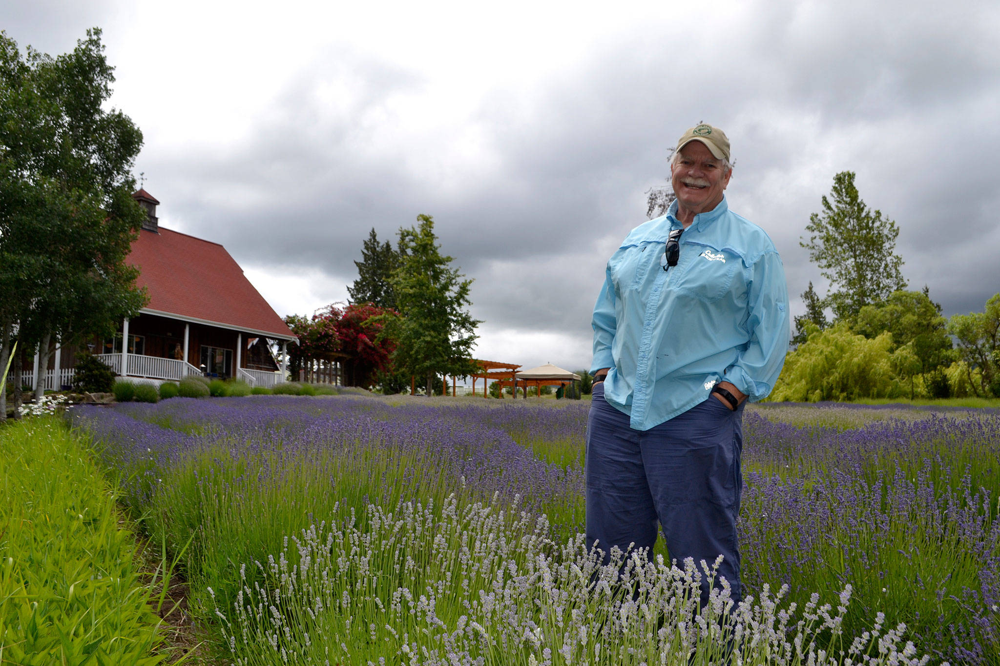 Mike Reichner, owner of Purple Haze Lavender, said he’s selling the farm because he’s ready to retire and travel more. He’s entering his 22nd season and feels lavender has helped add to the agricultural persona of Sequim. (Matthew Nash/Olympic Peninsula News Group)