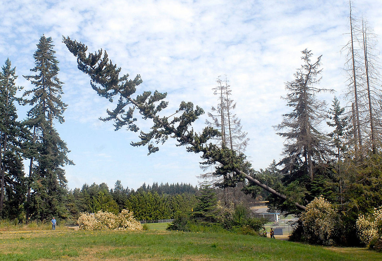 A tree identified as intruding into the approach pattern at nearby William R. Fairchild International Airport is felled Friday at Lincoln Park in Port Angeles. (Keith Thorpe/Peninsula Daily News)
