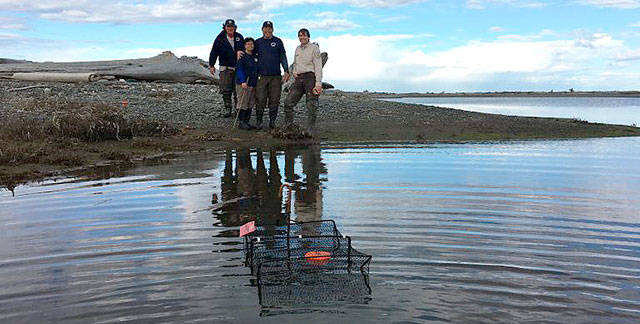 So far, 87 invasive European green crabs have been captured in Dungeness Spit&rsquo;s Graveyard Spit channel and lagoon. Above, volunteers Karl Pohlod, Mark and Terri McClelland, and Lorenz Sollmann, deputy project leader at the Washington Maritime National Wildlife Refuge, stand near a trap in June. (Allen Pleus/Washington Department of Fish & Wildlife)