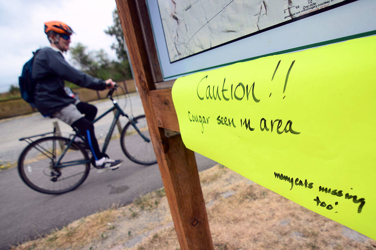 A cyclist on the Olympic Discovery Trail passes a sign at the trail crossing on West 18th Street warning that a cougar has been seen in the area. (Jesse Major/Peninsula Daily News)