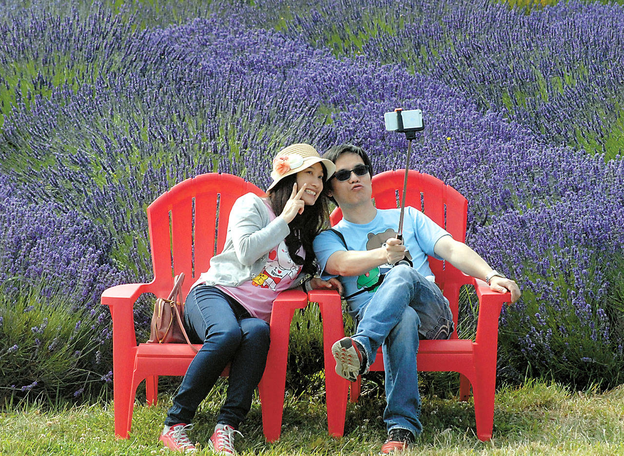 Vinnie Chung and Kevin Yip of San Mateo, Calif., take a selfie against a backdrop of purple lavender at Jardin du Soleil lavender farm during lavender weekend in Sequim last year. (Keith Thorpe/Peninsula Daily News)