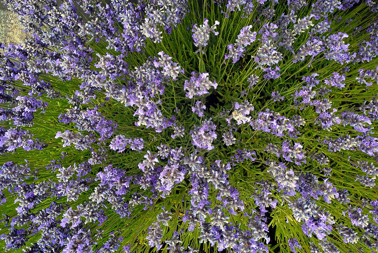 Stalks of lavender radiate from a plant at B&B Family Farm in Sequim during Sequim Lavender Weekend on Friday. (Keith Thorpe/Peninsula Daily News)