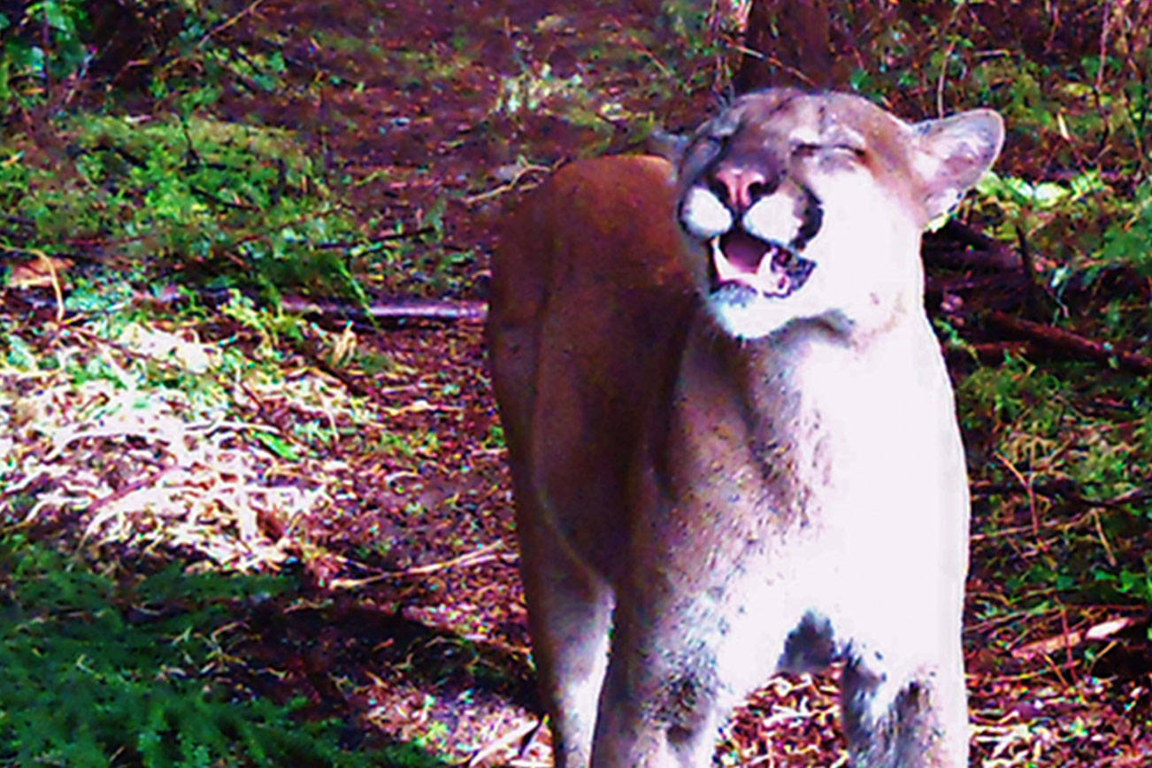 WEST END NEIGHBOR: Smile, you’re on candid game camera