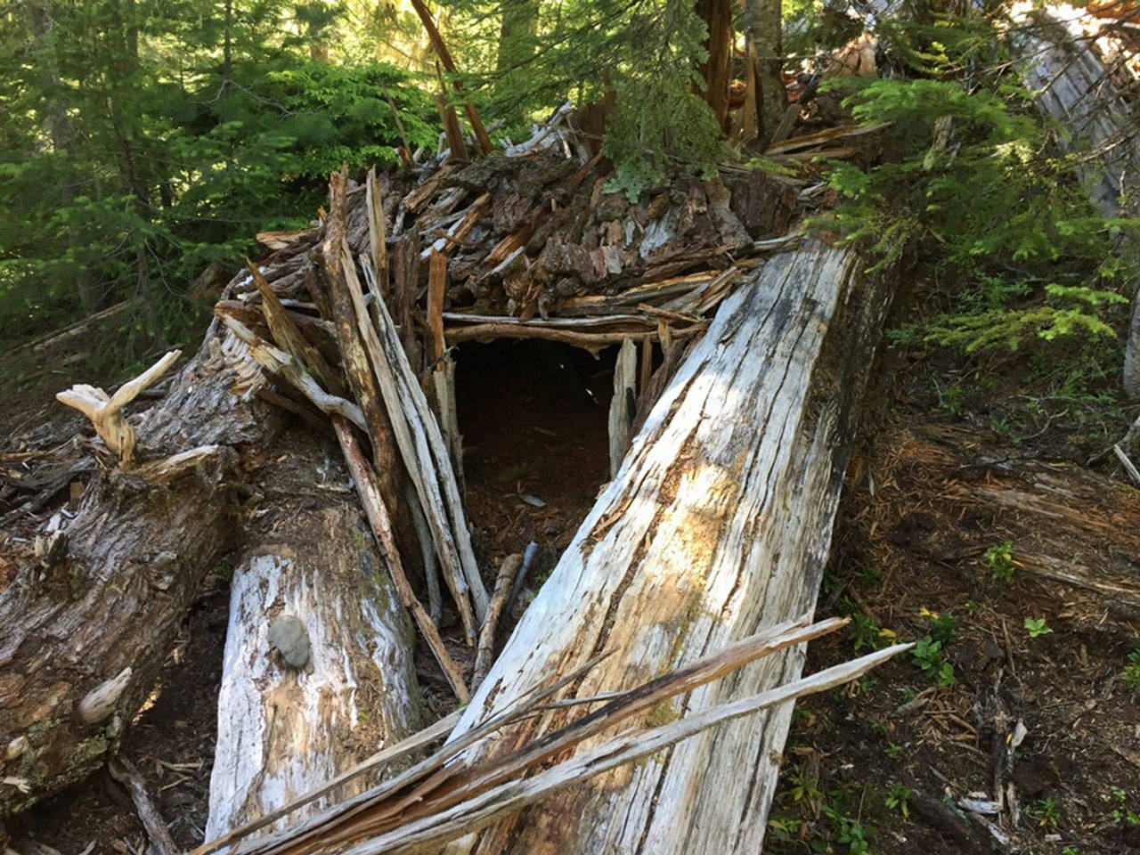 Sajean Geer of Port Angeles, 71, built this shelter while surviving six days with only her dog in the Olympic National Park wilderness.