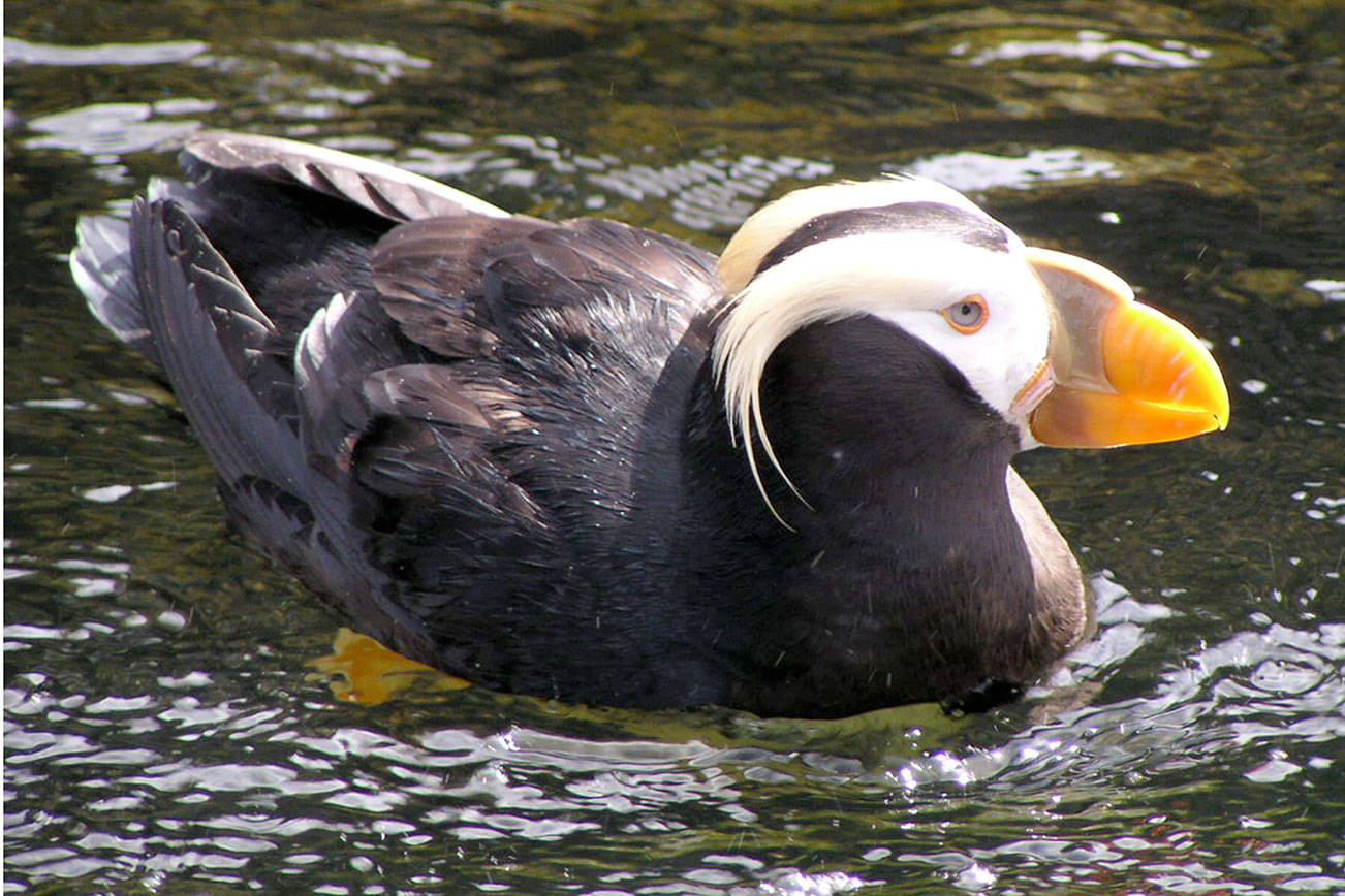 Puffin cruises to circle Protection Island