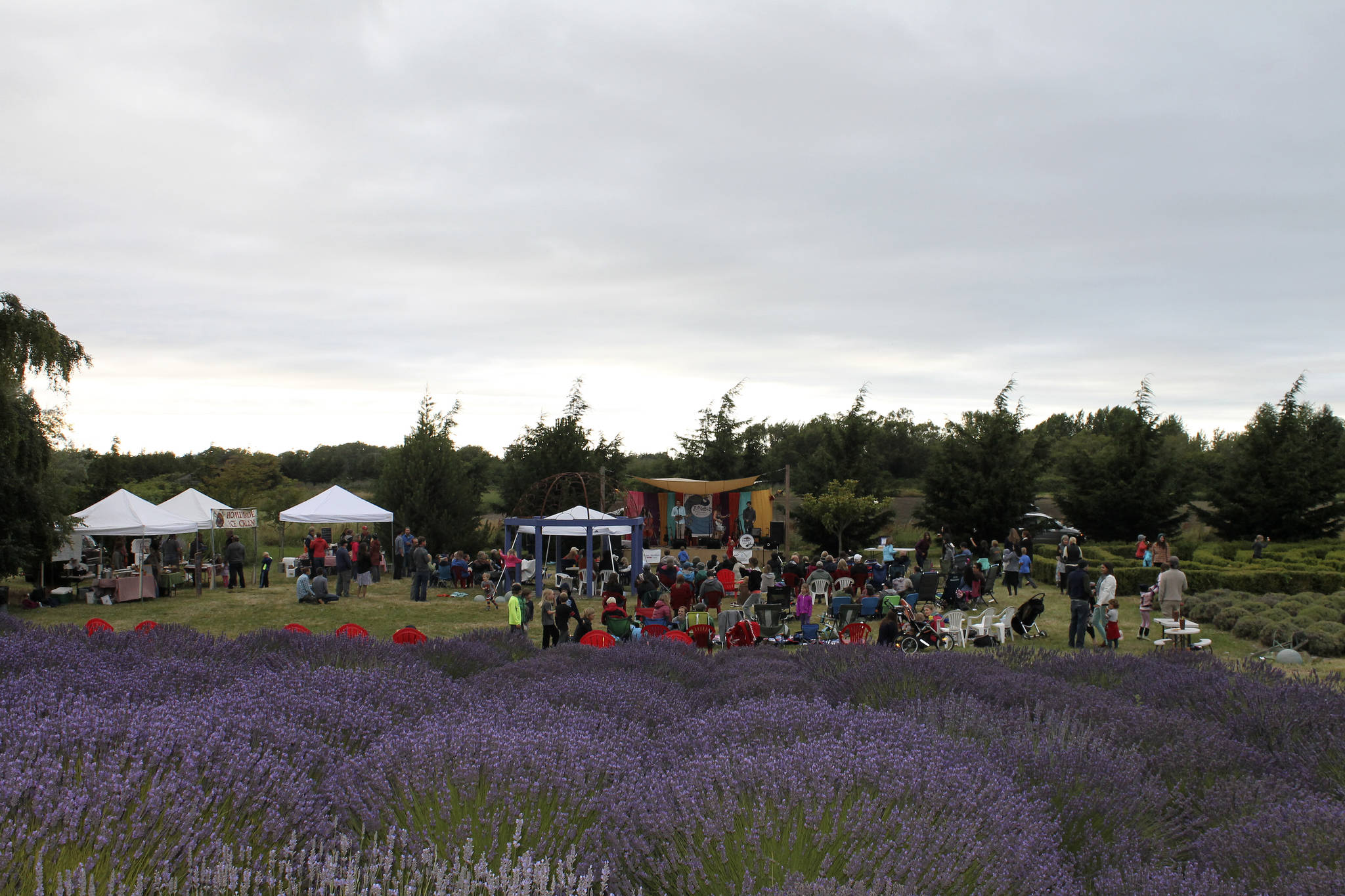 Last year’s Jungible Summer Music Series was a hit at Jardin du Soleil Lavender Farm, owners of the farm said. This year it returns with five bands playing each Friday night from July 7-Aug. 4. Photo courtesy of Alana Linderoth