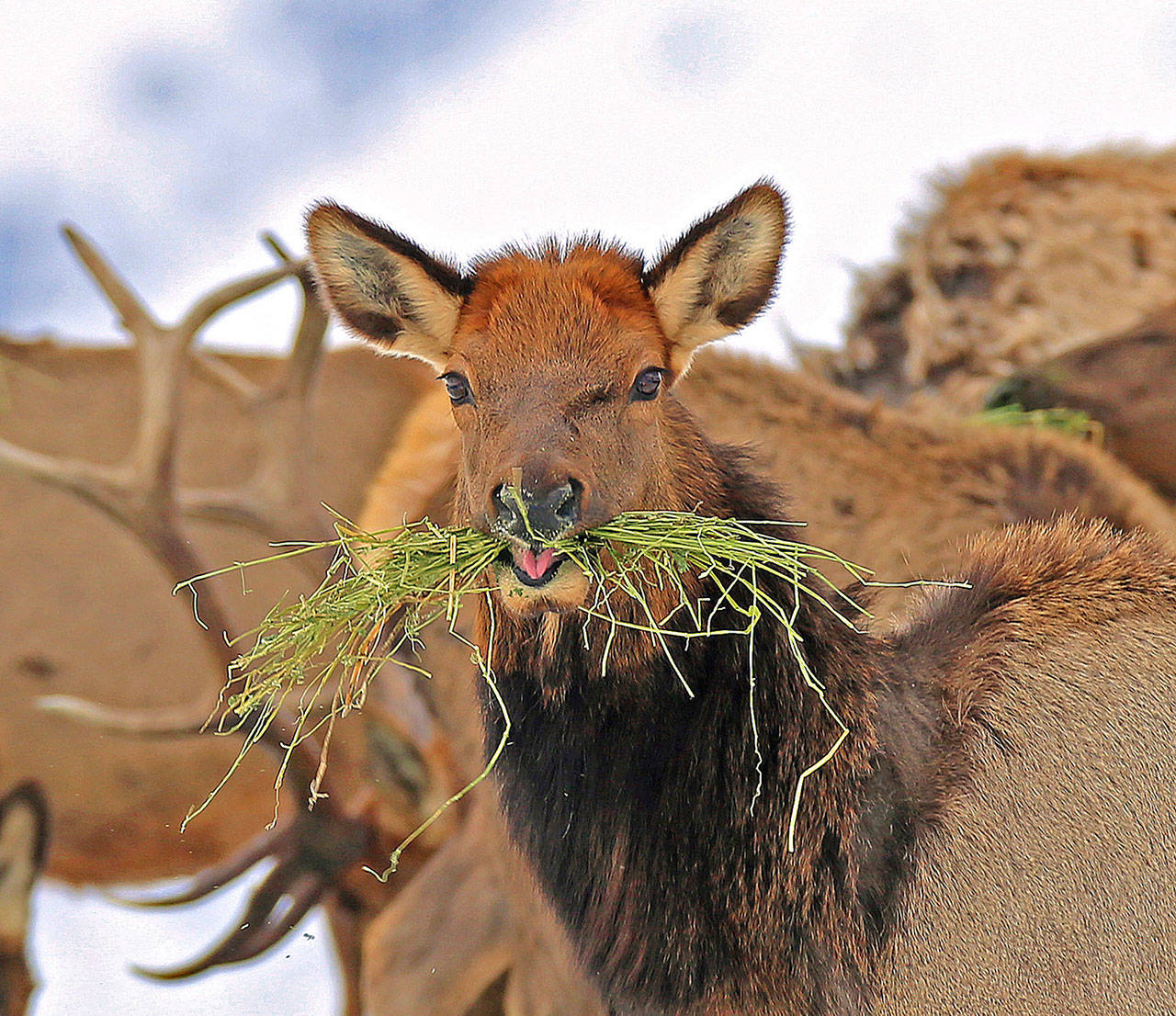 Harsh winter took heavy toll on wildlife across western U.S