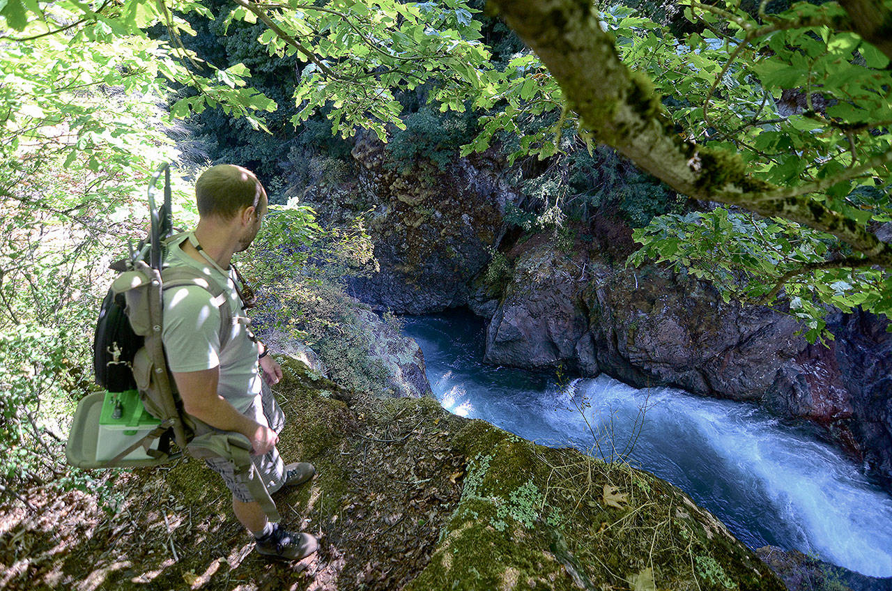Olympic National Park fisheries technician Josh Geffre looks down at the Elwha River as it passes through Glines Canyon on July 31. ​(Jesse Major/Peninsula Daily News)