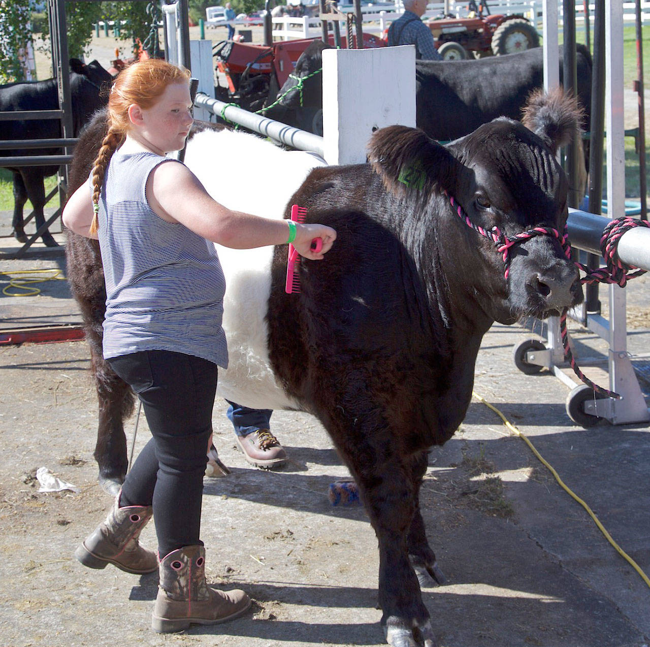 Joanna Seeley, 10, of Sequim grooms her 18-month-old steer, Joey, for later judging in the Jefferson County Fair at the Jefferson County Fairgrounds in Port Townsend last year. (Steve Mullensky/for Peninsula Daily News)