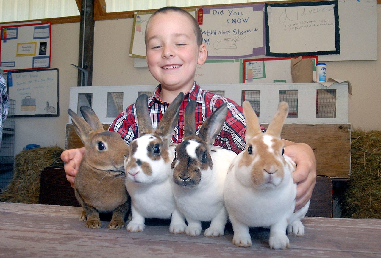 Grant Bender, 7, of Port Angeles, a member of the Pure Country 4-H Club, gathers his mini Rex rabbits, from left, Shadow, Spot, Stellar and Dexter, in preparation for judging at last year’s Clallam County Fair. (Keith Thorpe/Peninsula Daily News)