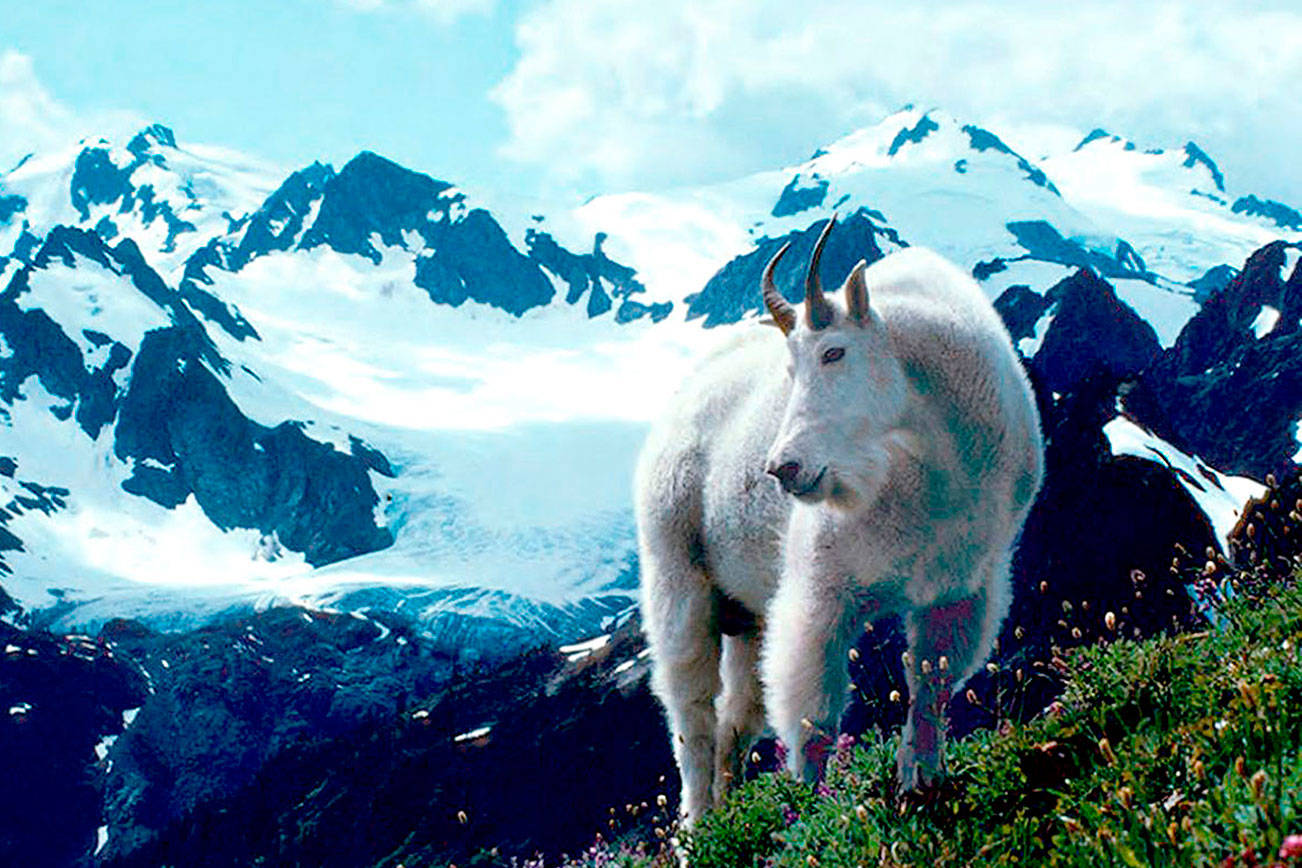 OUTDOORS: Make your voices heard on mountain goats