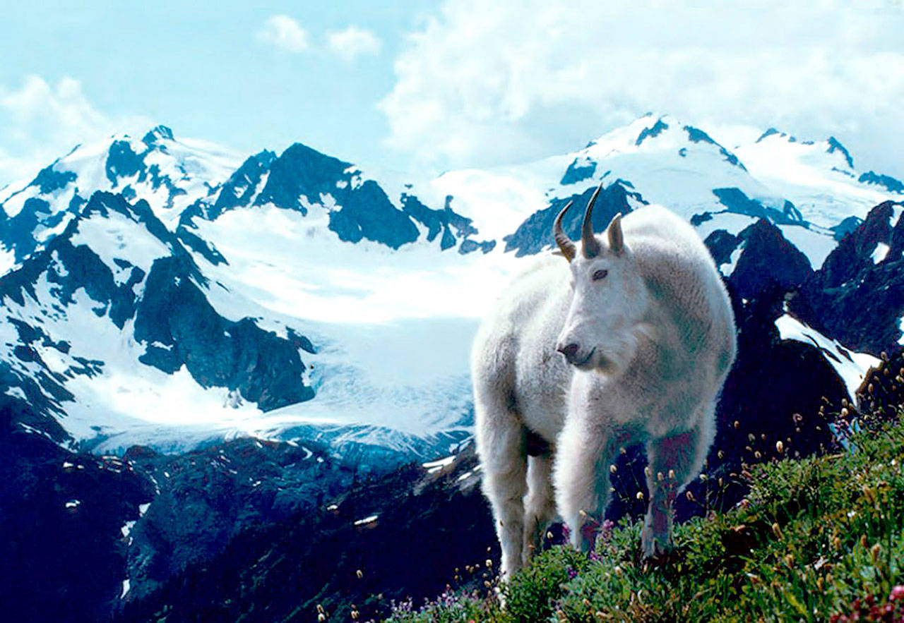 The National Park Service is taking public comment in Port Angeles Tuesday on a plan to relocate or possibly cull mountain goats in the park. (Roger Hoffman/National Park Service)