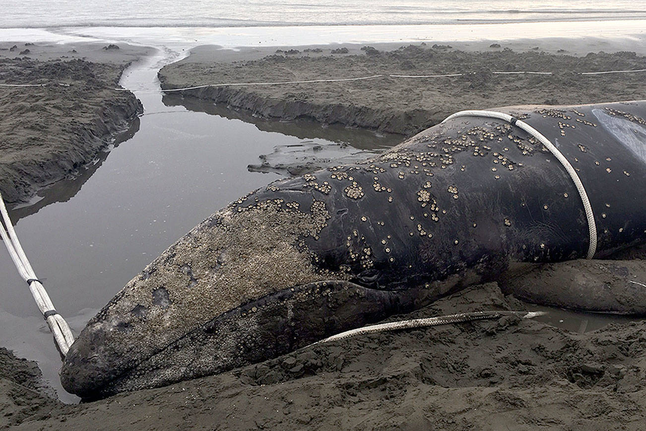 Gray whale beached for three days lives to swim away