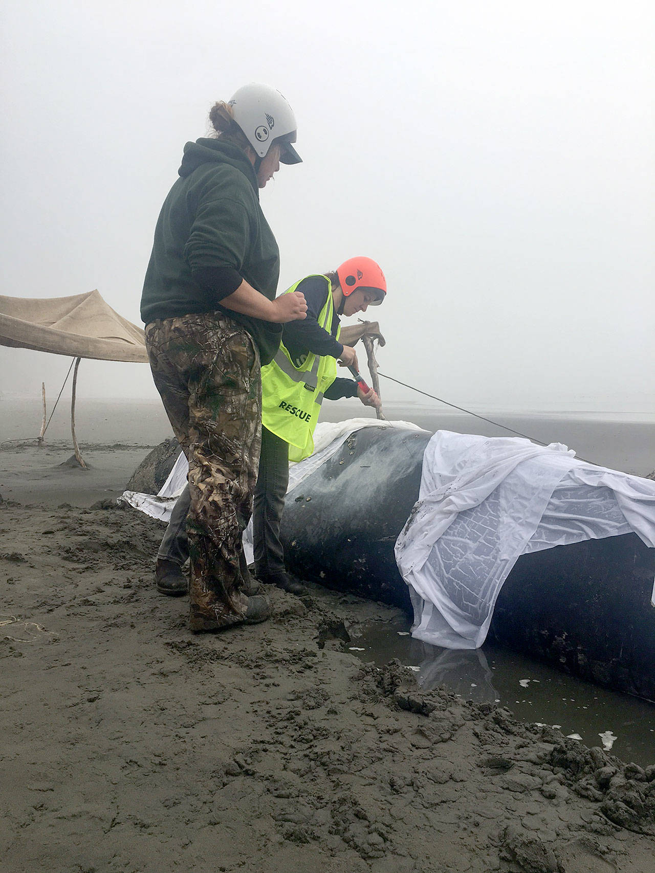 A rescue effort during high tide late Friday night freed a young gray whale that had been stranded on a remote beach in Olympic National Park and the Olympic Coast National Marine Sanctuary for about three days. (Sealife Response Rehab Research)