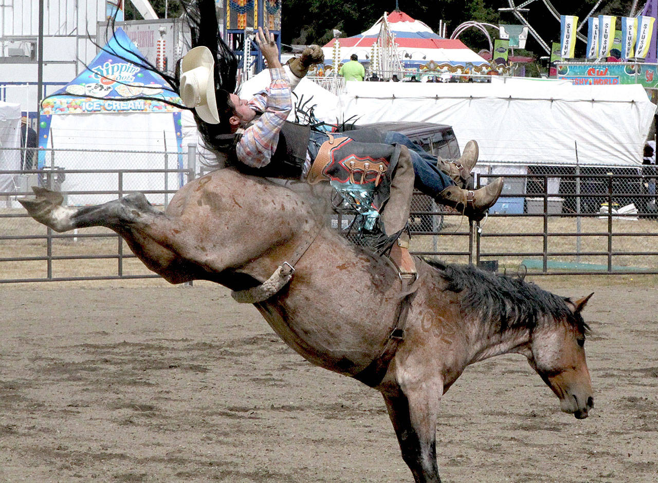 Port Angeles bronc rider Nathan Gentry gets bucked off his horse before the eight-second mark during the final day of rodeo competition at the Clallam County Fair on Sunday. (Dave Logan/for Peninsula Daily News)