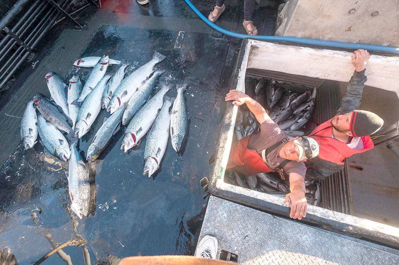 Collapse at Skagit County salmon farm renews concerns about fish farming in Strait