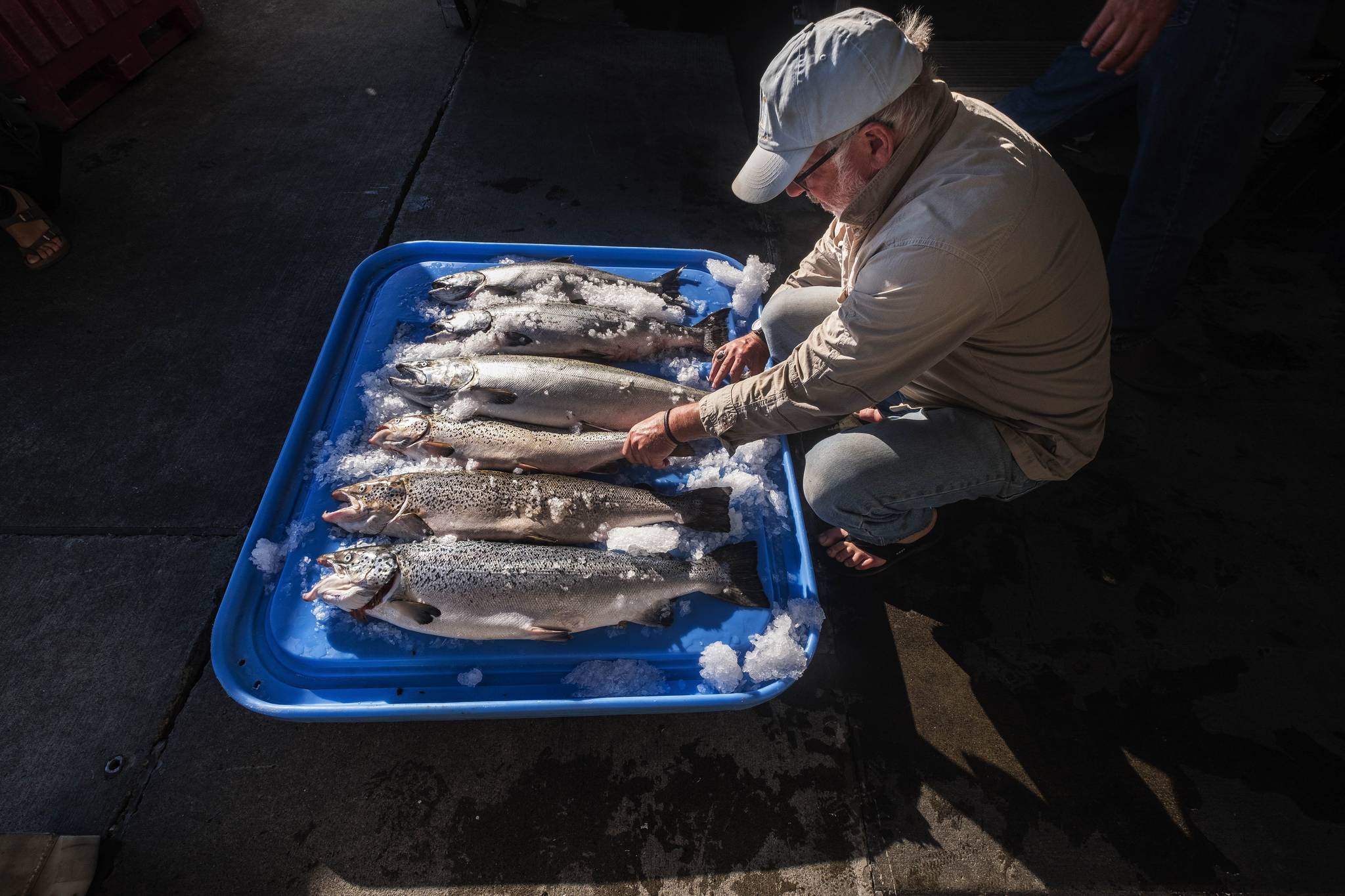 Riley Starks of Lummi Island Wild shows Tuesday three of the farm raised Atlantic salmon that were caught alongside healthy Kings in Point Williams. (Dean Rutz/The Seattle Times via AP)