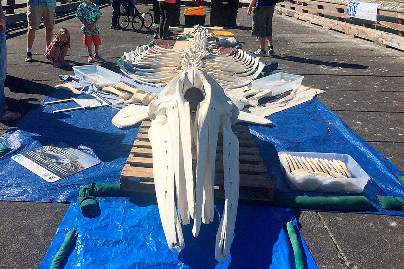 Marine science center displays bones of gray whale destined to become a new exhibit