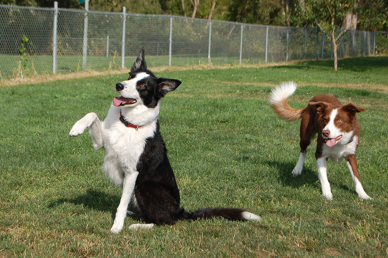 Sequim Dog Park to celebrate 10 years with party Saturday