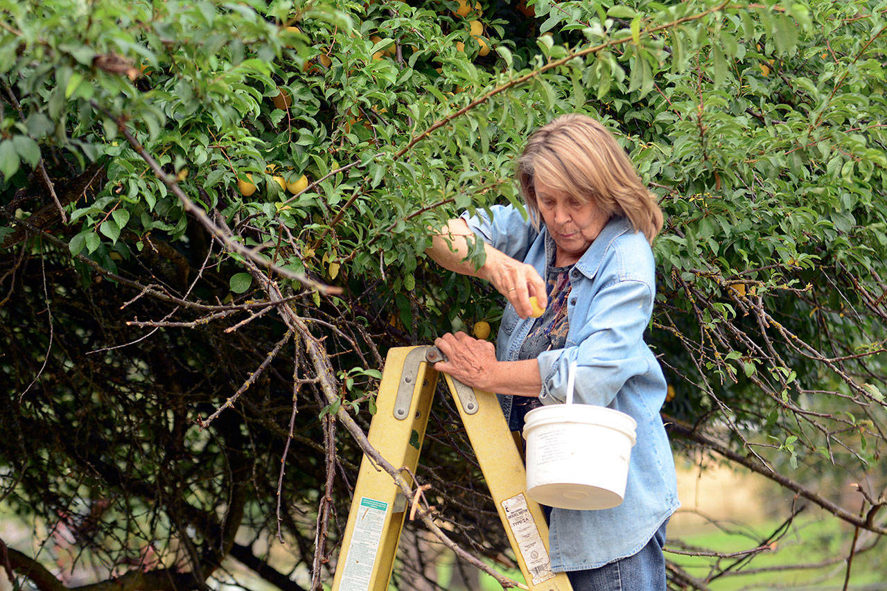 Sheridan Stenberg of Diamond Point picks plums from a tree west of Port Angeles on Tuesday. Sheridan and other Clallam Clounty Gleaners prevent produce from spoiling by taking it for themselves and making donations to food banks. (Jesse Major/Peninsula Daily News)