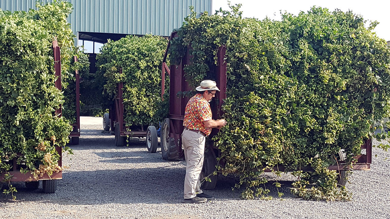 Andrew May stands in front of the silage leftover from processing fresh-cut hops as seen in the background on individual wagons. The thousand-acre operation is east of Moxee. (Sheila Miller)