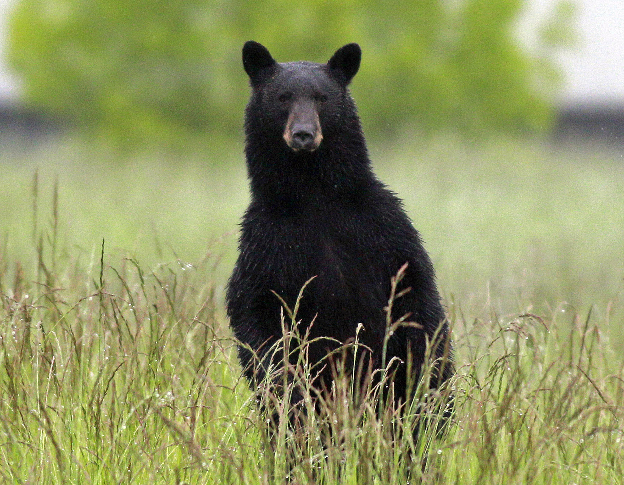 An adult black bear looks over the tall grass near the Tualatin Elementary School in Tualatin, Ore., in June 2011. (Rick Bowmer/The Associated Press)