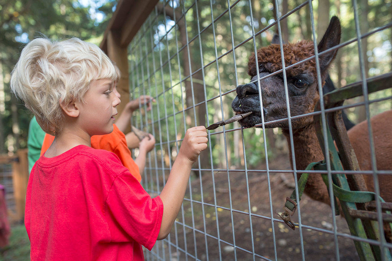 A child offers a crispy leaf to an alpaca at Rosebud Ranch during the 2016 Jefferson County Farm Tour. (David Conklin)