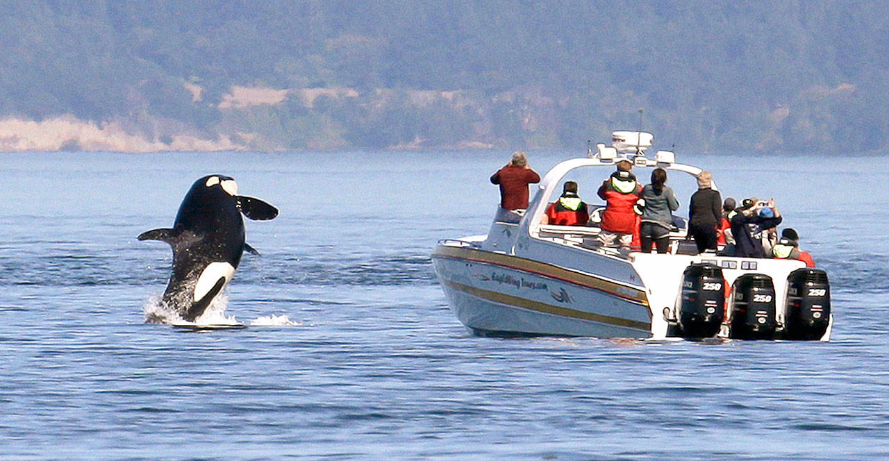 An orca leaps out of the water near a whale watching boat in the Salish Sea in the San Juan Islands. (The Associated Press)