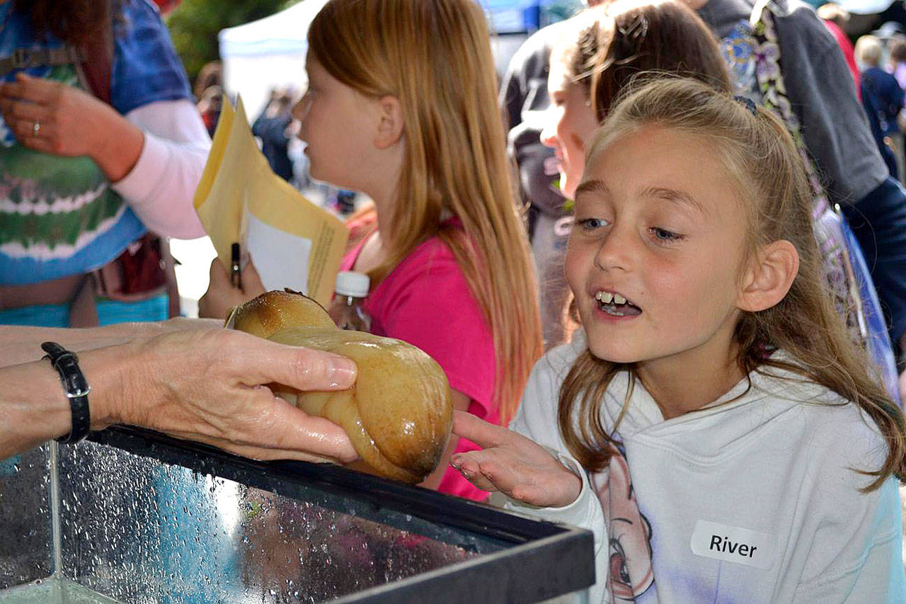 River Jensen of Greywolf Elementary School blows a kiss to a geoduck in 2014 at the Dungeness River Festival. (Matthew Nash/Olympic Peninsula News Group)