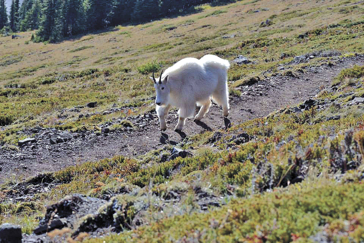 A mountain goat sticks to the trail on Klahhane Ridge in Olympic National Park in April 2016. (Laura Lofgren/Peninsula Daily News)