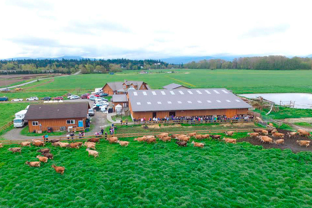 Dungeness Valley Creamery will host Family Farm Day on Saturday at its farm for an alternative, consolidated event in place of the Clallam County Farm Tour this year.