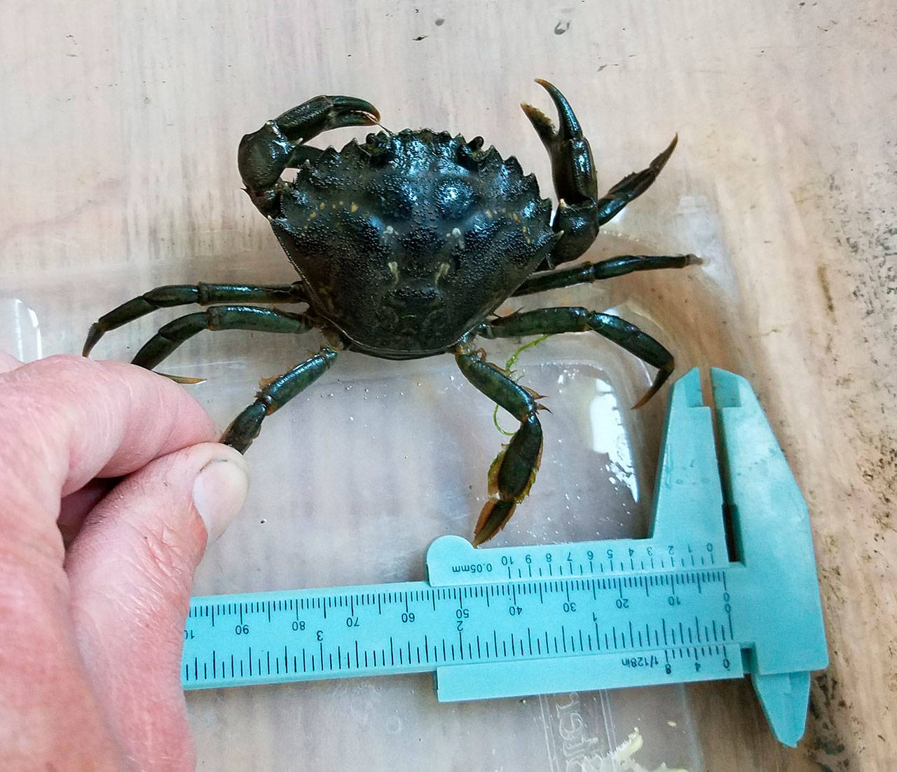One female European green crab was trapped in mid-August in Jimmycomelately Creek’s estuary, but none has been found since then. (Neil Harrington /Jamestown S’Klallam Tribe)
