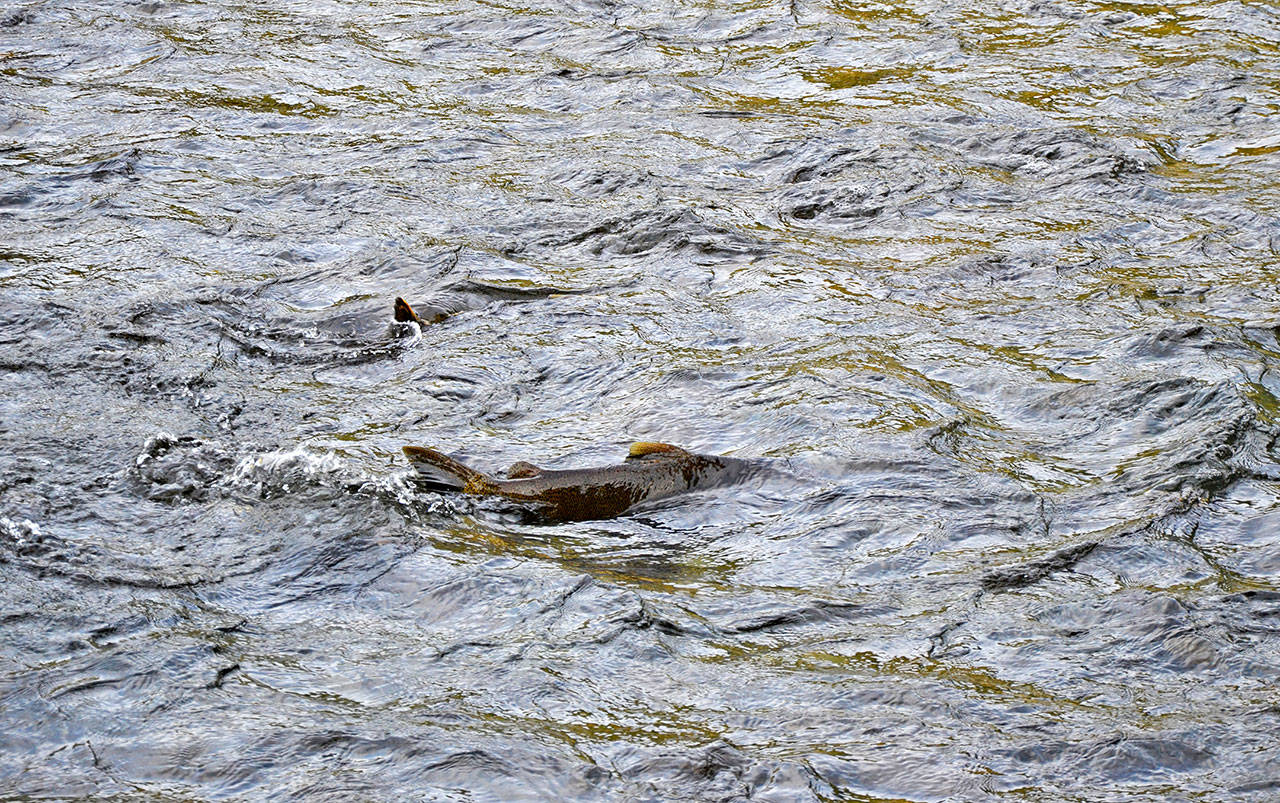 Chinook salmon fight their way up the Elwha River near the Altair picnic area in Olympic National Park in September. (Laura Lofgren/Peninsula Daily News)