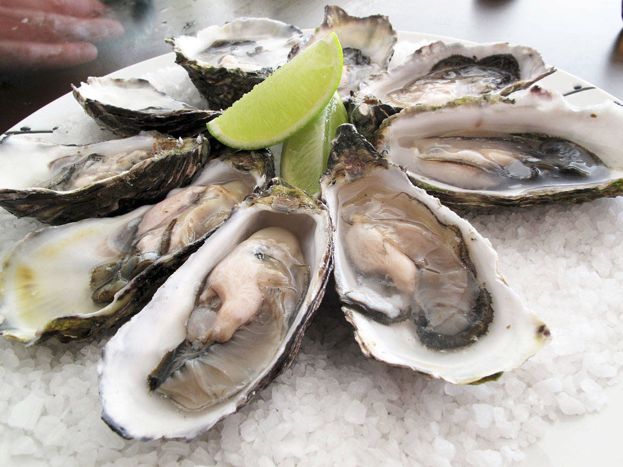 Sequim oysters will be on the menu for the first time at the annual Dungeness Crab & Seafood Festival this weekend. (Wikipedia)
