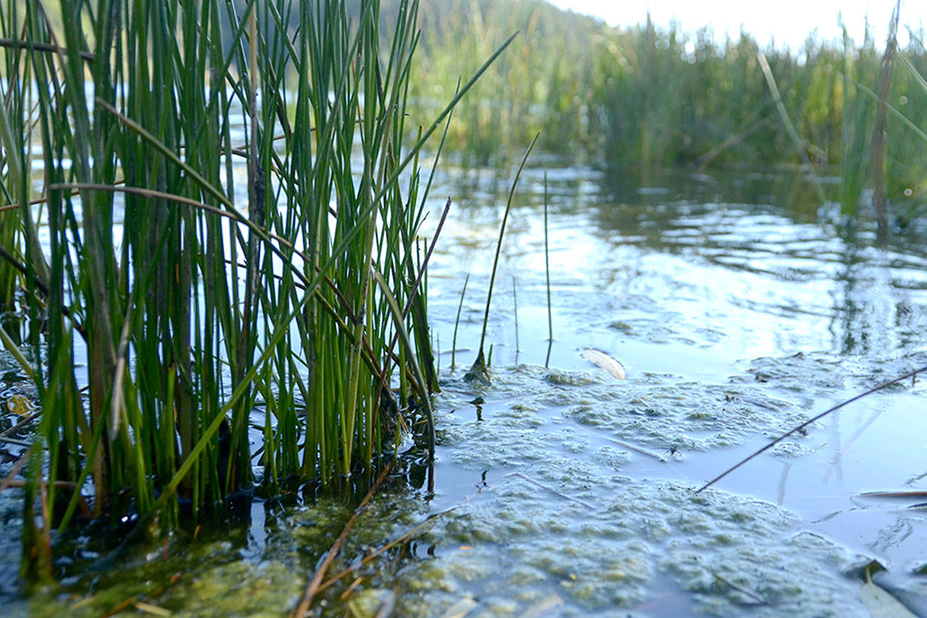 Jefferson commissioners approve deal with Ecology to monitor algae in Anderson Lake