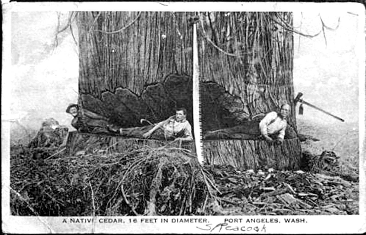Loggers in an undercut in Port Angeles. (North Olympic Library System’s Bert Kellogg Collection)