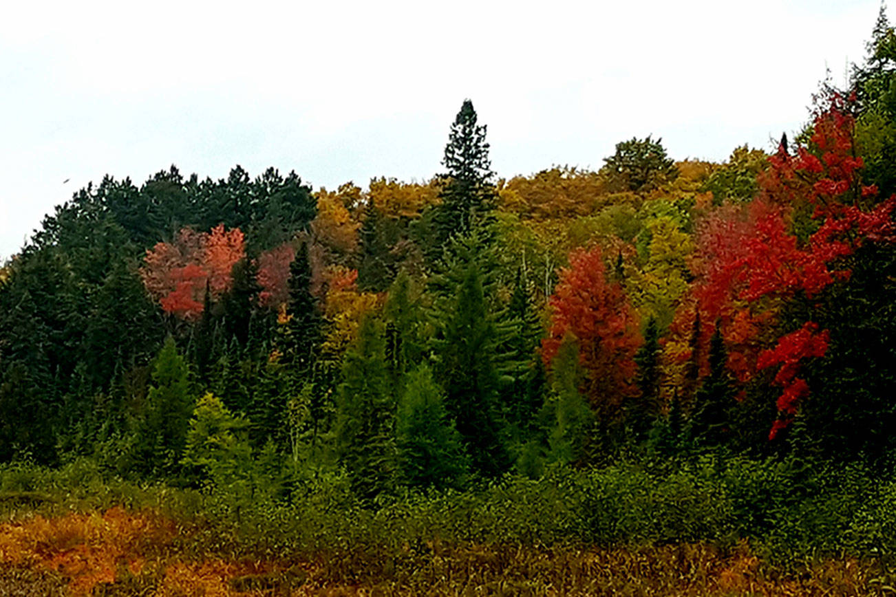 A GROWING CONCERN: The science behind those breathtaking autumn colors