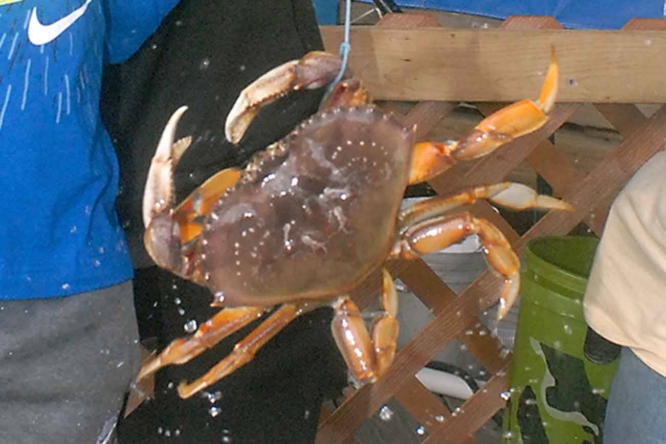Grabbin’ crab: Some say catching crustaceans takes talent; others chalk it up to luck