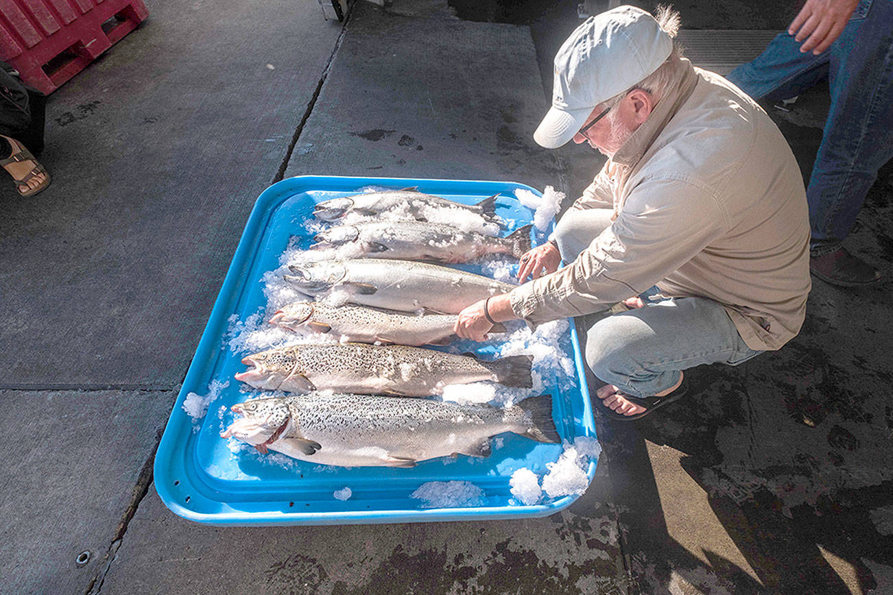 Inspection finds maintenance flaws at Cooke salmon net pens off Bainbridge Island