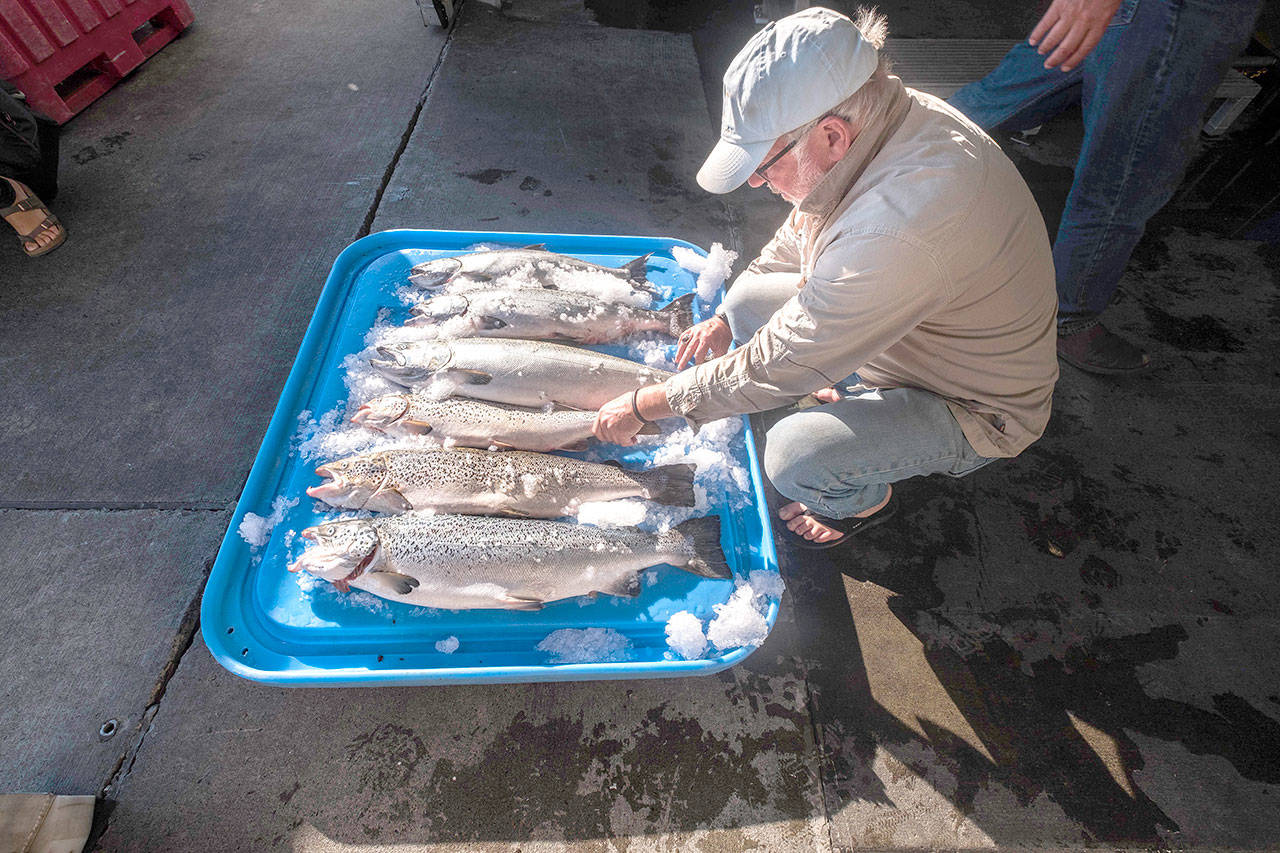 Riley Starks of Lummi Island Wild shows three of the farm raised Atlantic salmon that were caught alongside healthy kings in Point Williams on Aug. 22. (Dean Rutz/The Seattle Times via AP)