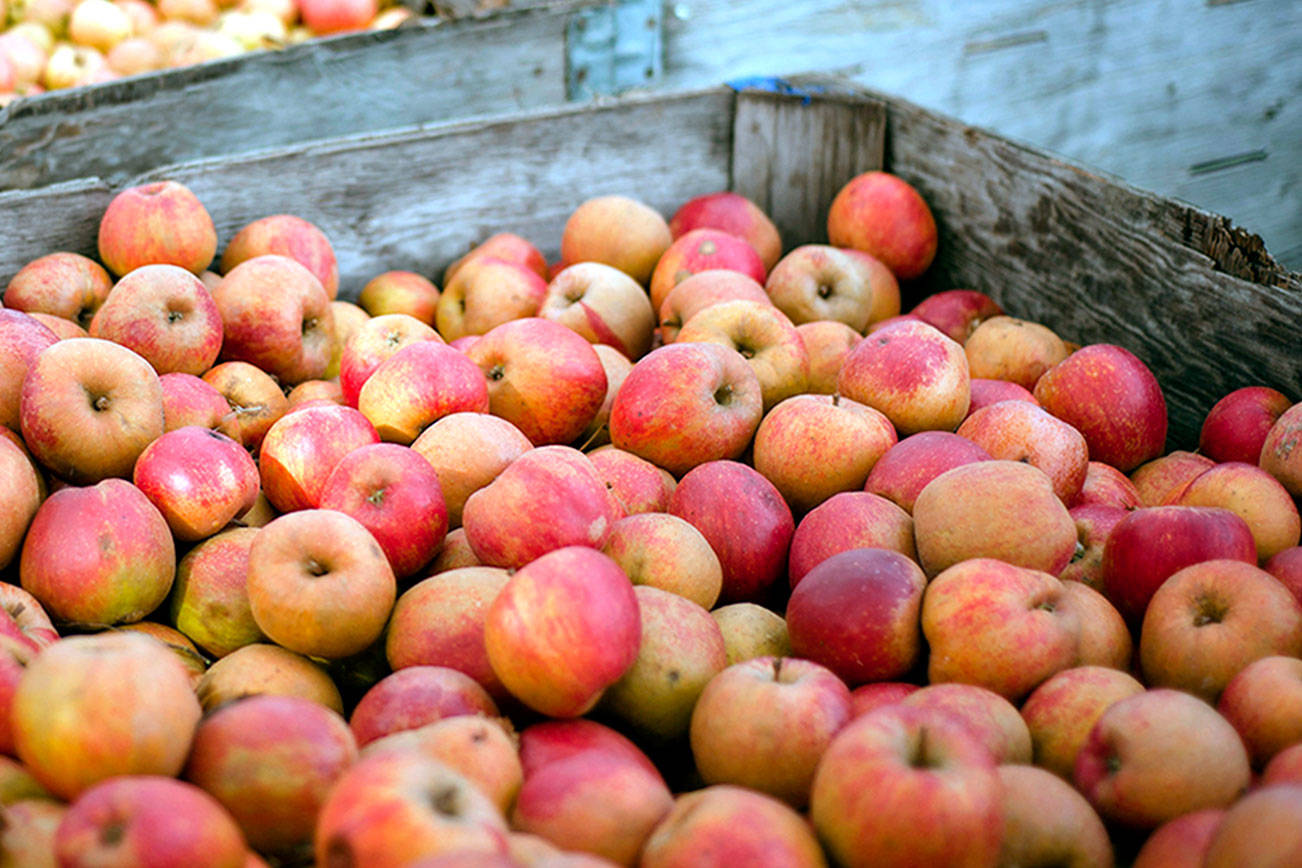 First-time festival celebrates apples, cider