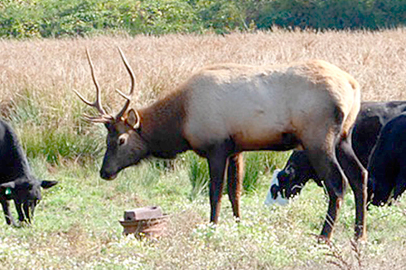 OUTDOORS: Quilcene elk was a rare, if not long-term spectacle