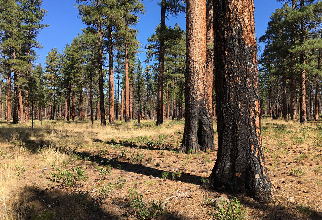 This Sept. 27 photo shows charred trunks of Ponderosa pines near Sisters, Ore., months after a prescribed burn removed vegetation, smaller trees and other fuel ladders last spring. (Andrew Selsky/The Associated Press)