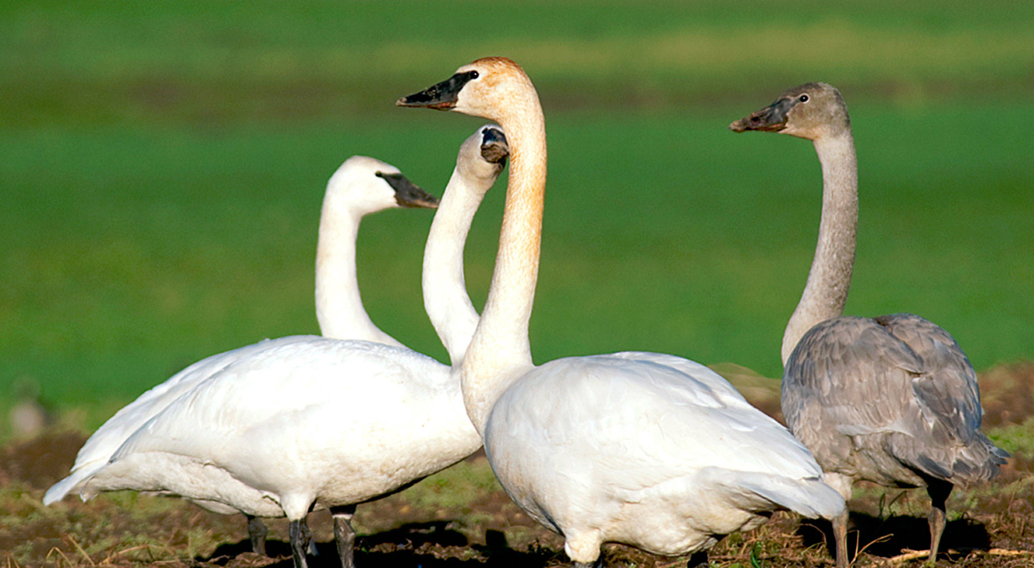 Trumpeter swans. (Dow Lambert)