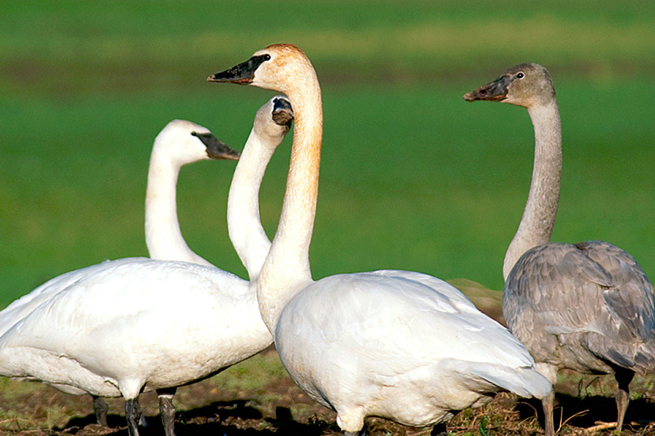 Audubon group seeks volunteers to study swans; training to be held Tuesday in Sequim