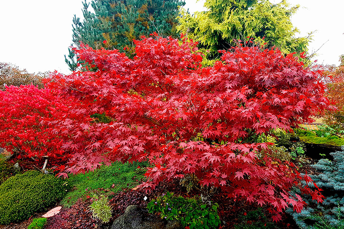 A GROWING CONCERN: 13 trees, shrubs to plant for magnificent fall color